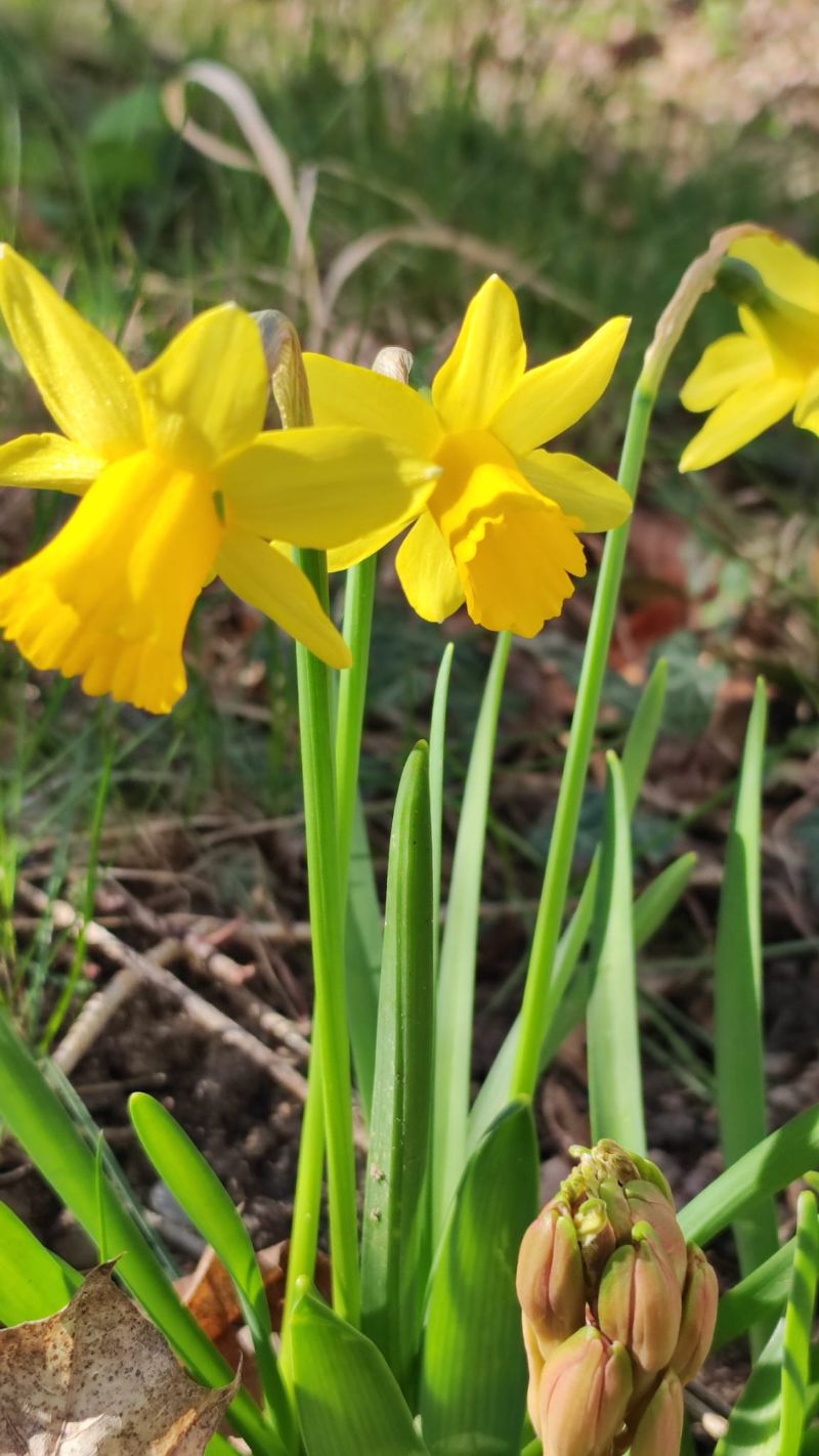 Blumen2
